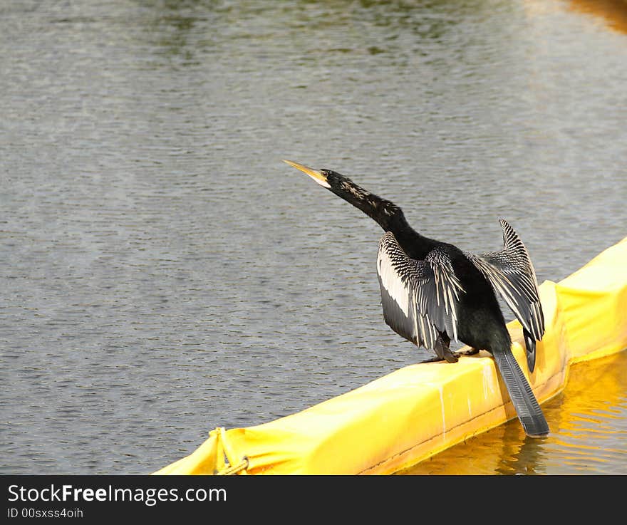 Bird Drying it s Wings