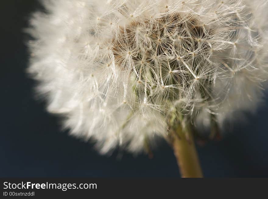 Macro Dandelion with Narrow Depth of Field. Macro Dandelion with Narrow Depth of Field.