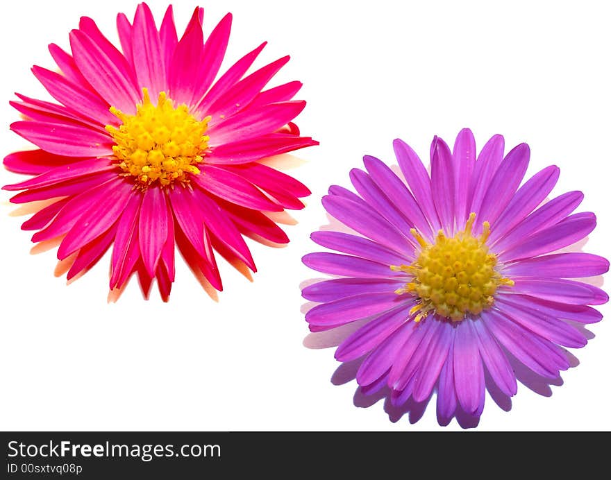 Two chrysanthemums on a white background. Two chrysanthemums on a white background