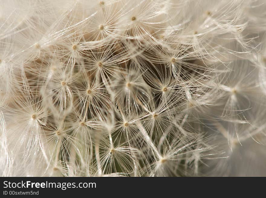 Macro Dandelion Blossom Background with Narrow Depth of Field.