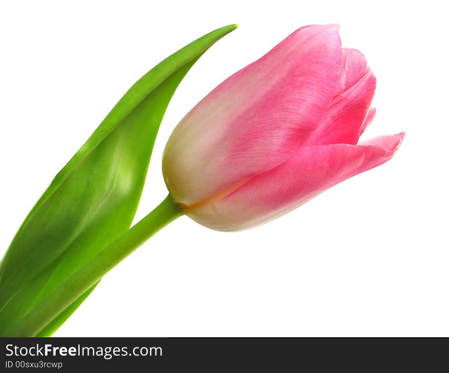 Spring tulip on white background