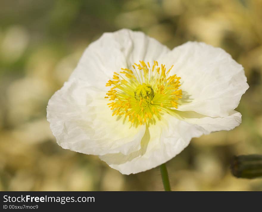 Macro White Iceland Poppy Bloom