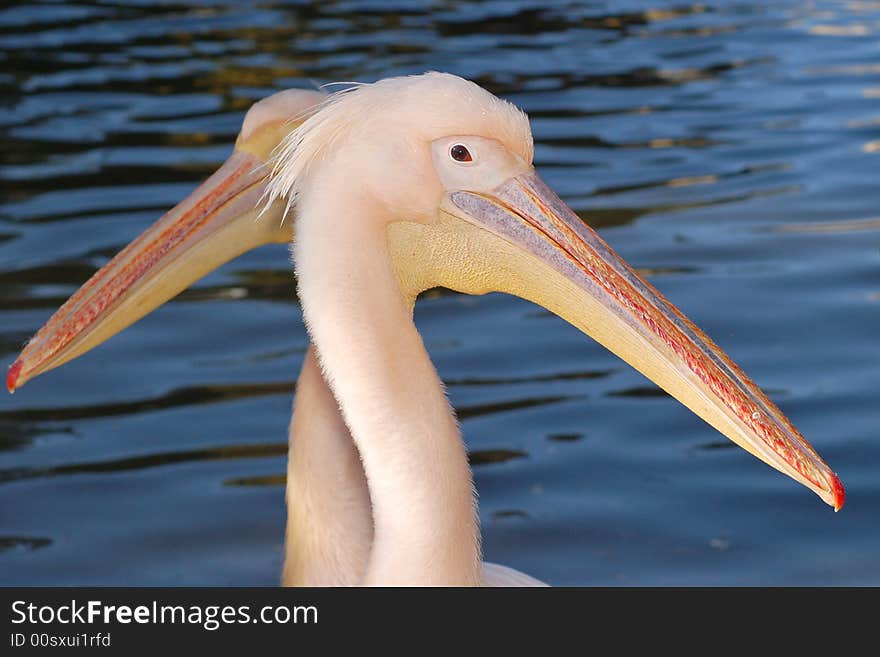 Africa Pelican photosafari safari water