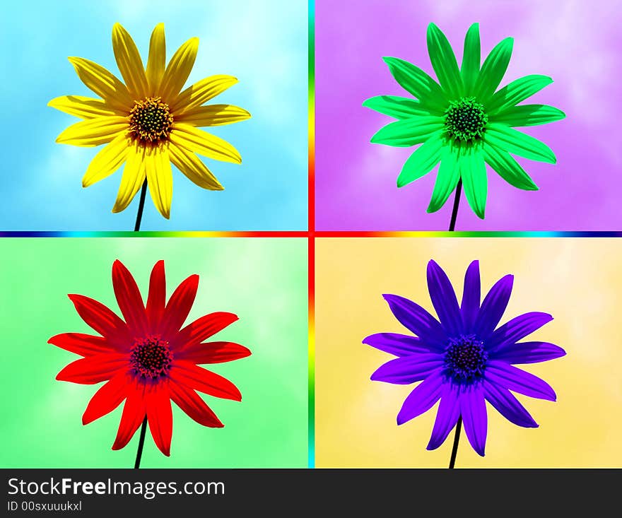 Chrysanthemum on a background sky. Chrysanthemum on a background sky