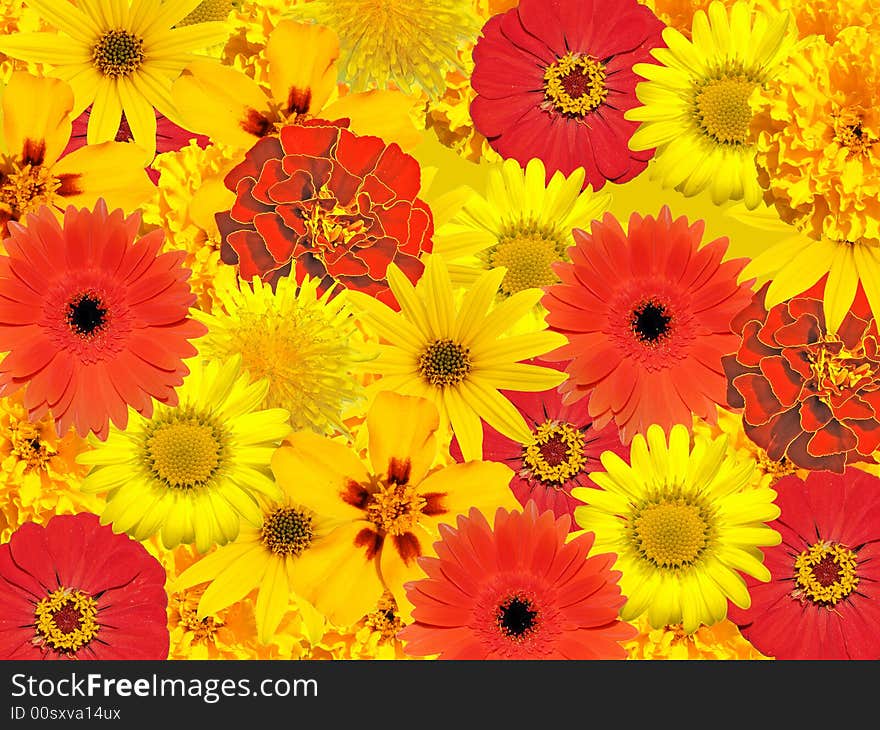 Background from yellow and red Flowers