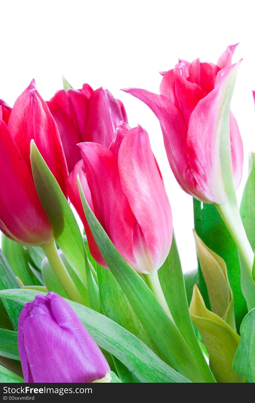 Spring Tulips Isolated On A White