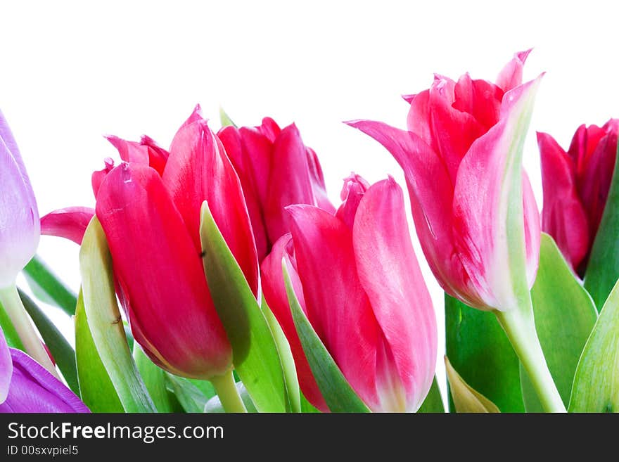 Spring tulips isolated on a white background