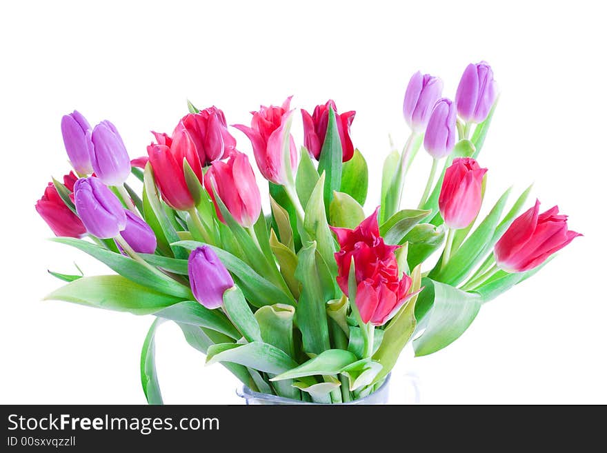 Spring tulips isolated on a white background