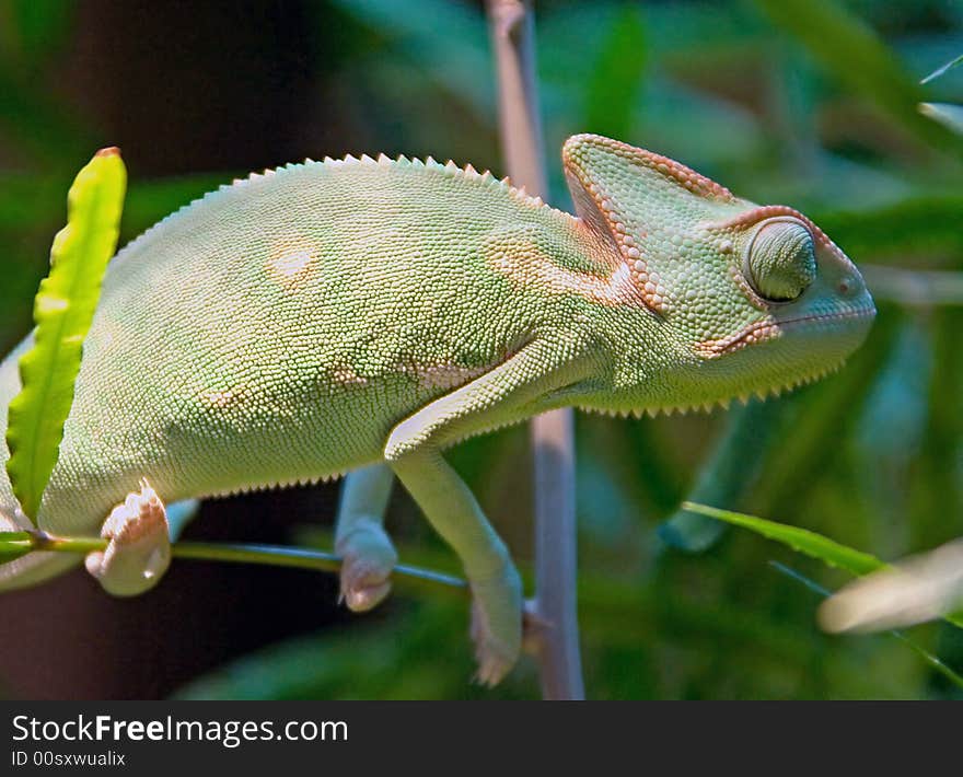 Young chameleon on the branch. Young chameleon on the branch