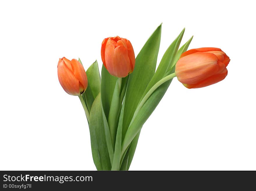 Three isolated red tulips with green leafs on white background. Three isolated red tulips with green leafs on white background