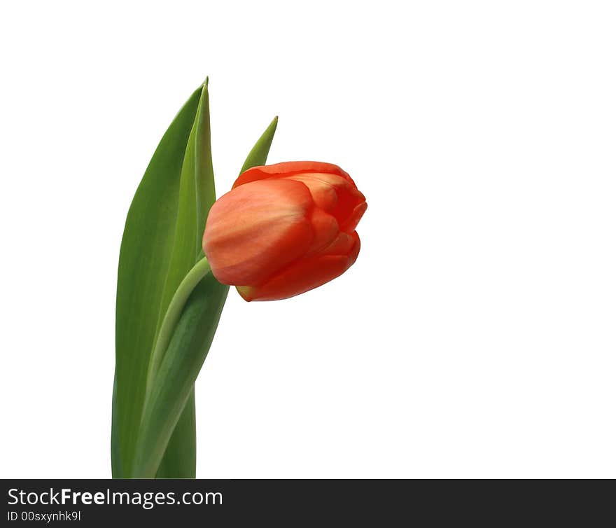 One isolated red tulip with green leafs on white background. One isolated red tulip with green leafs on white background