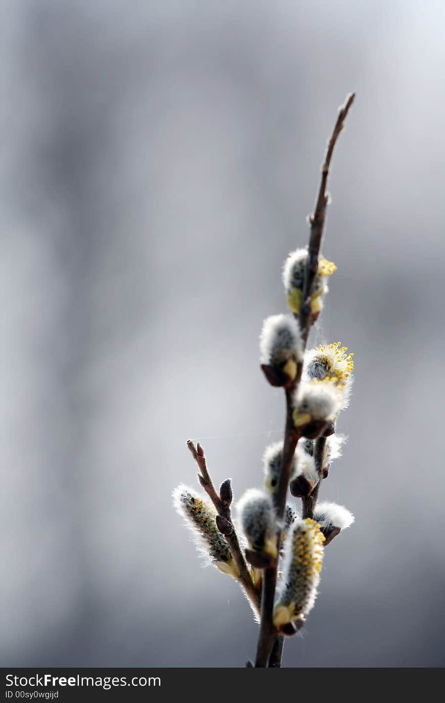 Salix caprea