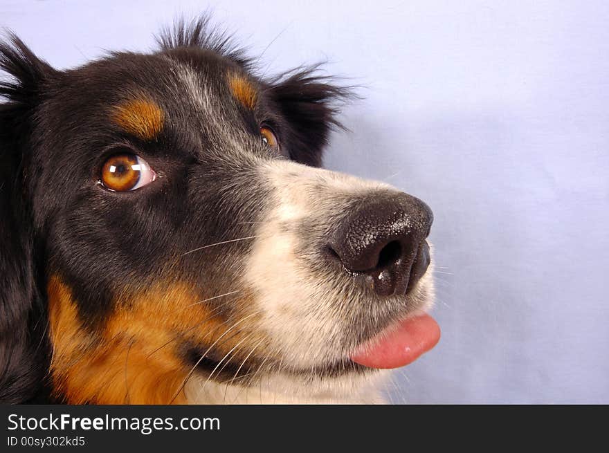 Portrait of a young dog sticking its tongue out. Portrait of a young dog sticking its tongue out