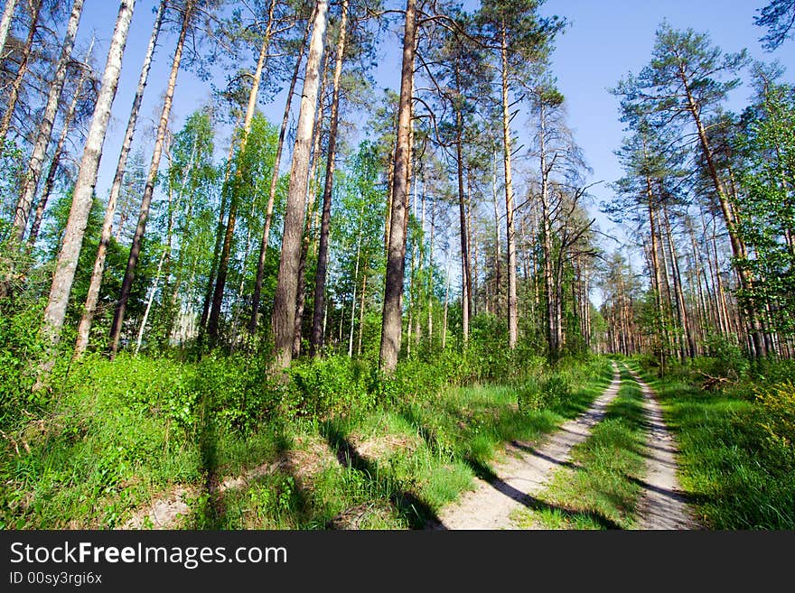 Country road at piny forest at sunny day.