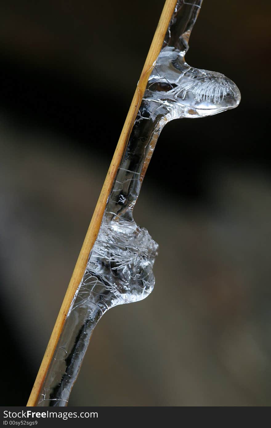 Straw and ice and frozen buds