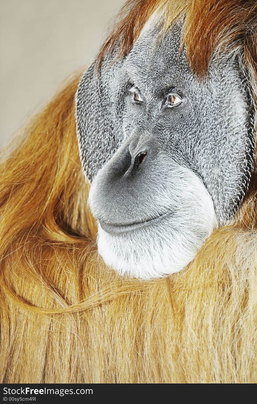 Orangutan with sadness look.(male)