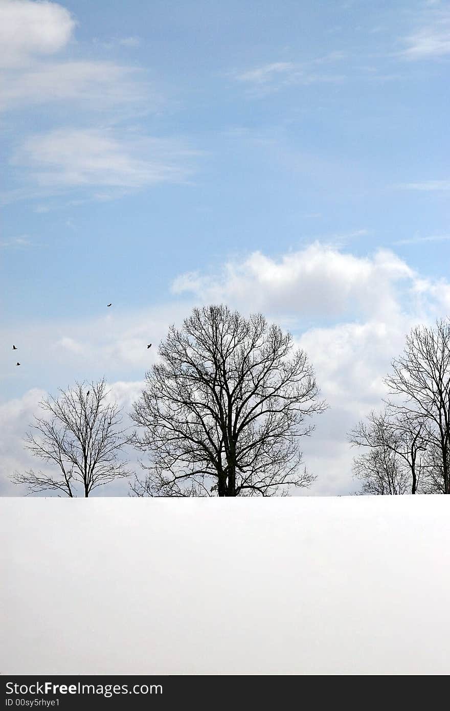 Tree silhouette with snow