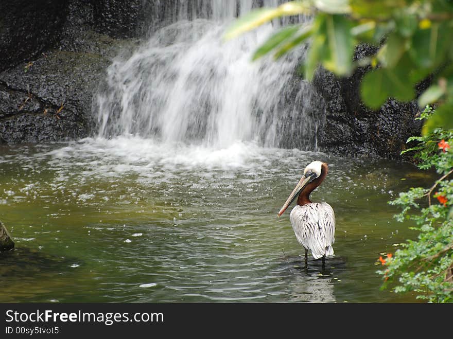 Brown Pelican