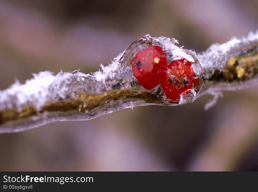 Red fruit in love covered by snow and ice. Red fruit in love covered by snow and ice