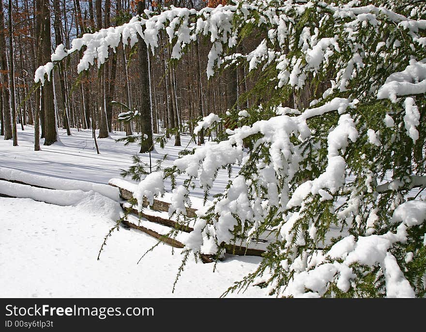 Snow Covered Tree And Fence