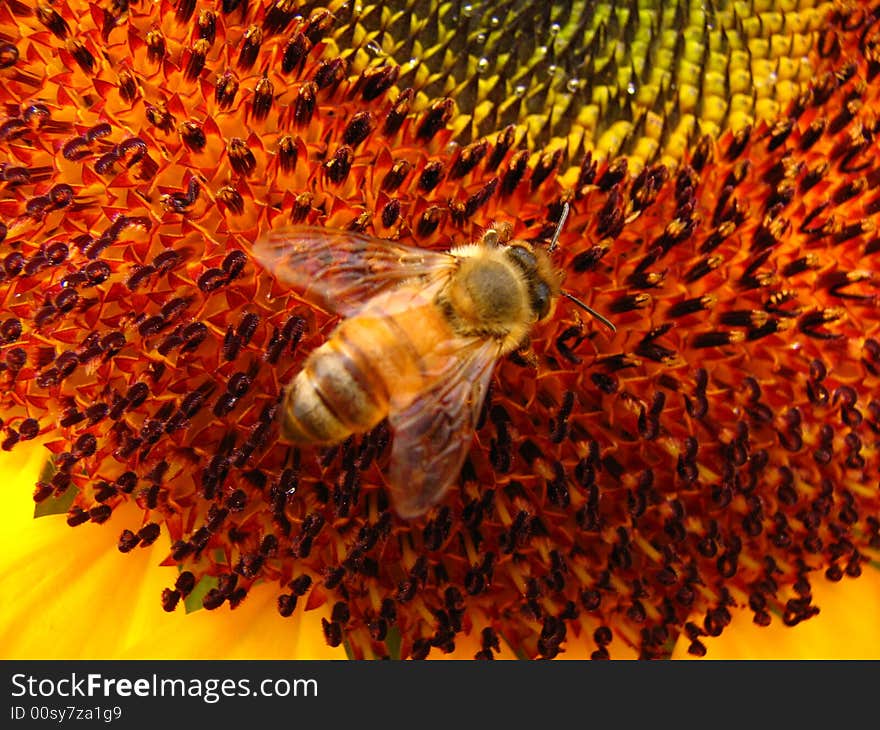 Bee in sunflowr