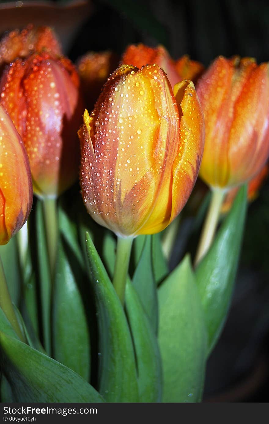 Field of beautiful orange spring tulips with rain drops on it. Field of beautiful orange spring tulips with rain drops on it