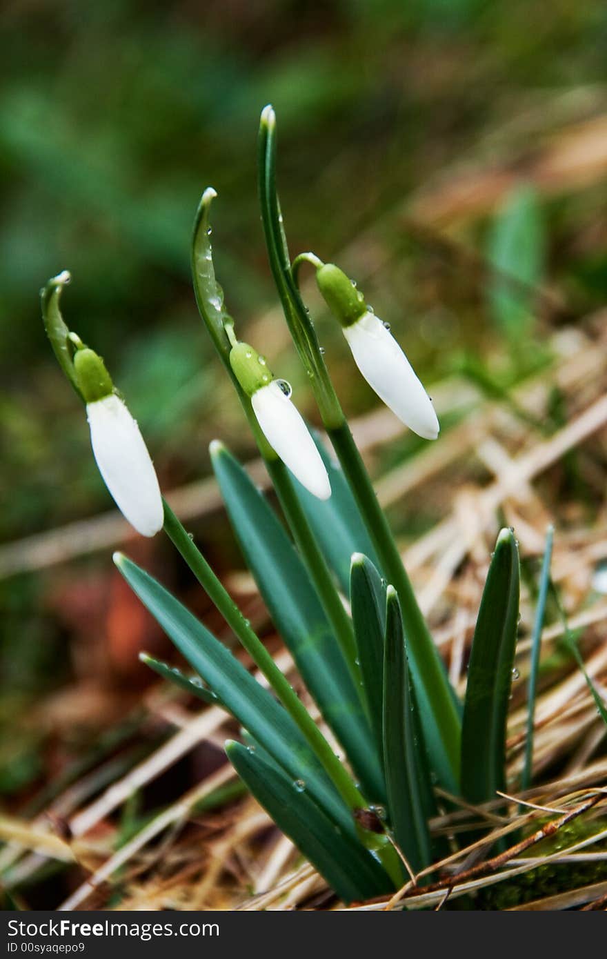 First snowdrops (Galanthus nivalis) in the sunlight