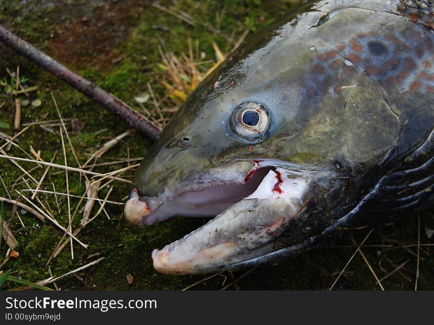 Fishing  in the north of Sweden. Fishing  in the north of Sweden