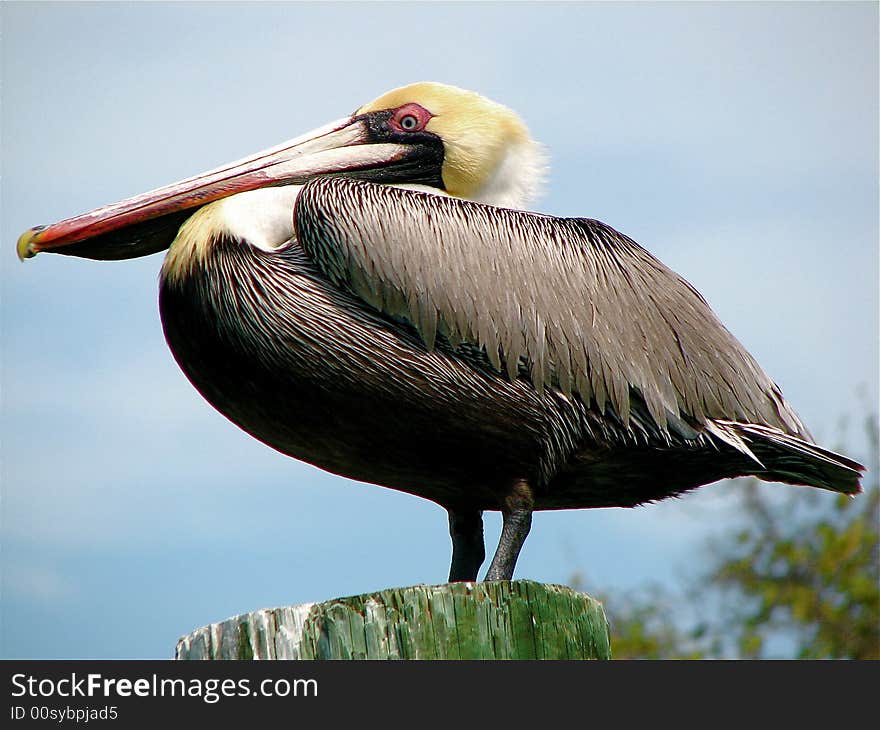 Pelican