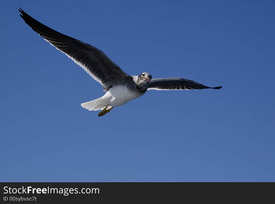 Seagull