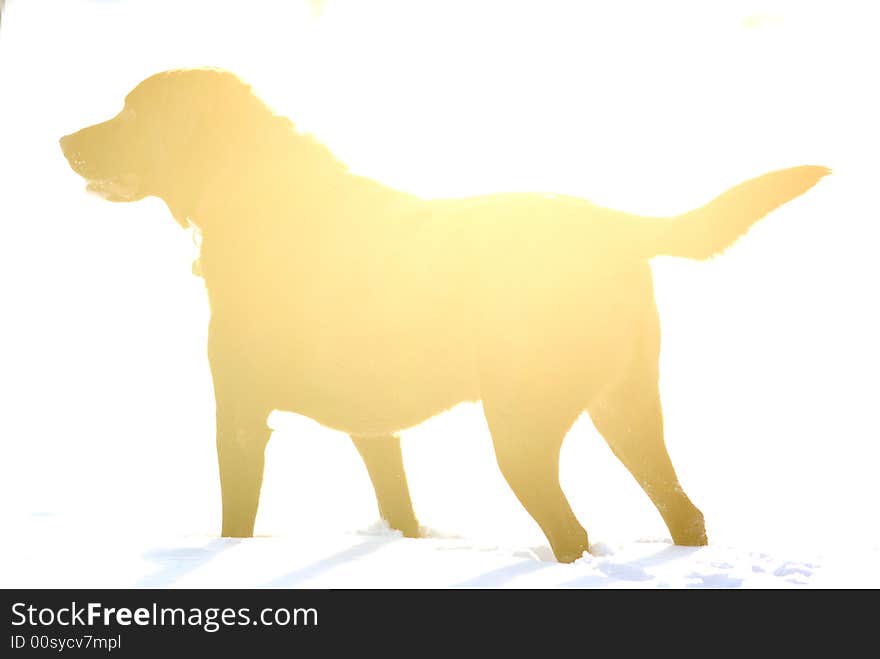 A dog backlit by the sunset in the snow at a park at attention. A dog backlit by the sunset in the snow at a park at attention