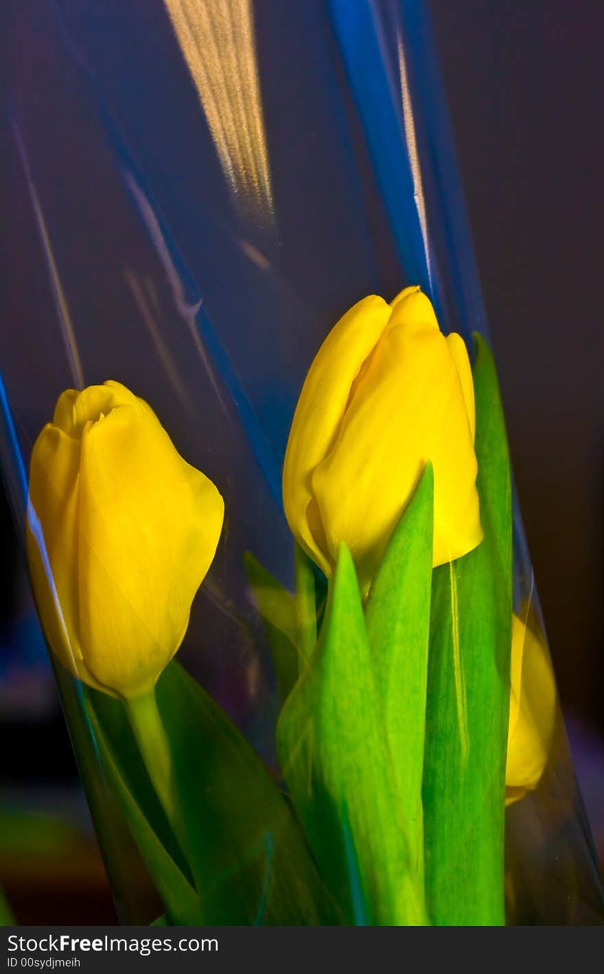 Yellow Tulips