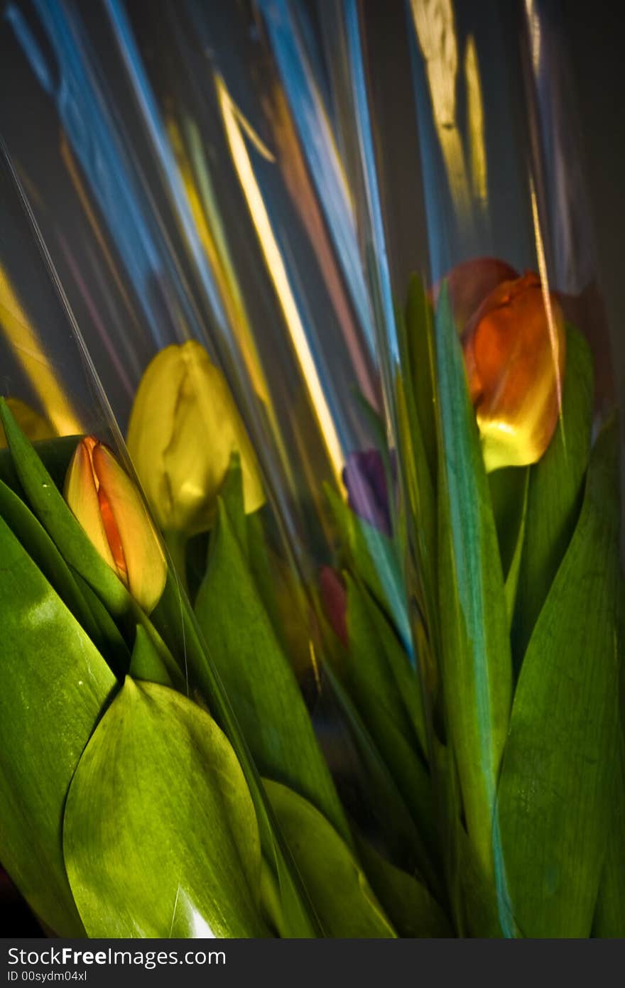 Tulips in plastic wrapping