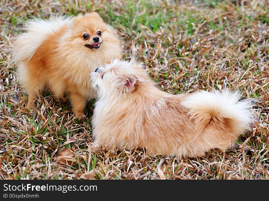 Two puppies playing