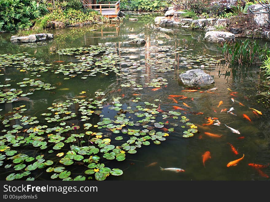 An apartment block garden of traditional Chinese style,with garden pond,kois,brocaded fishes,rocks,rockeries and water plants.