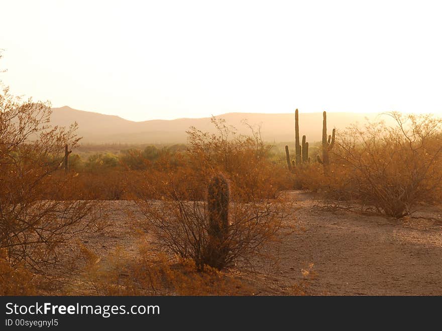 Sonoran morning