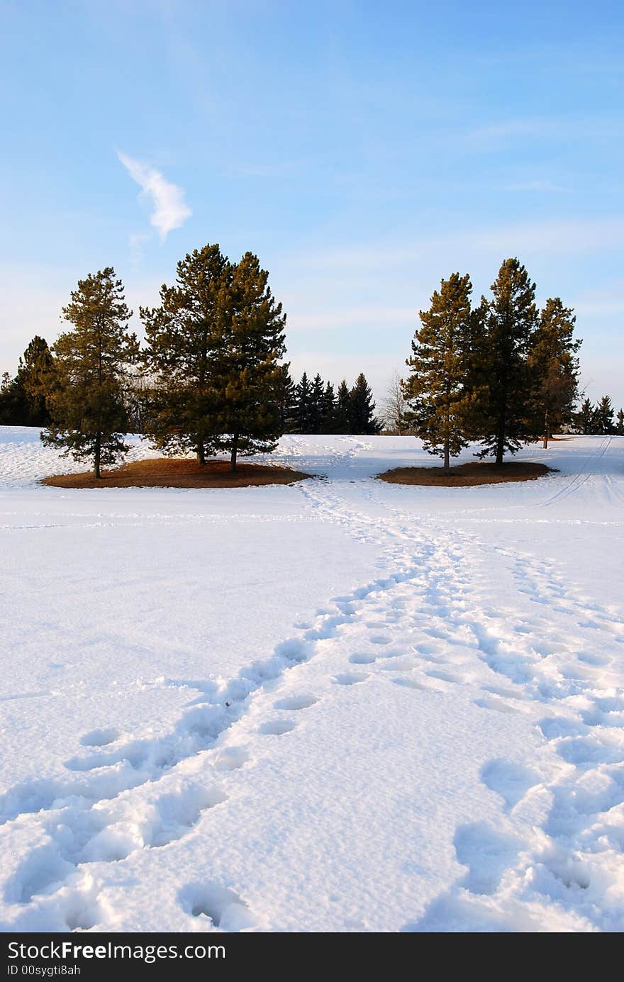 Pines in the park during winter season