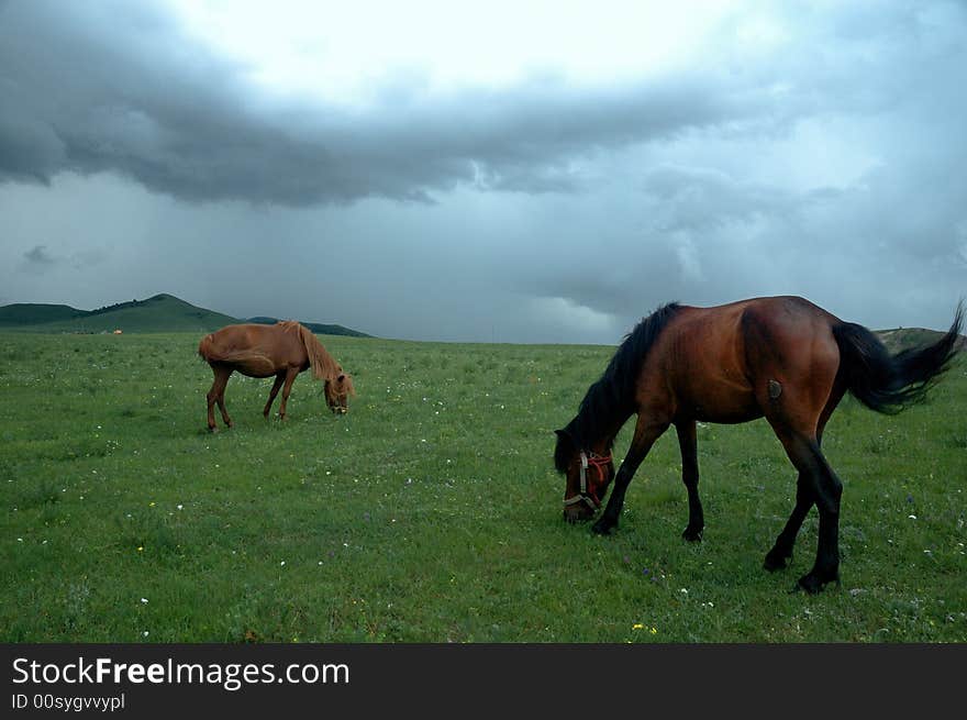 Two horses eating green grass with nice view