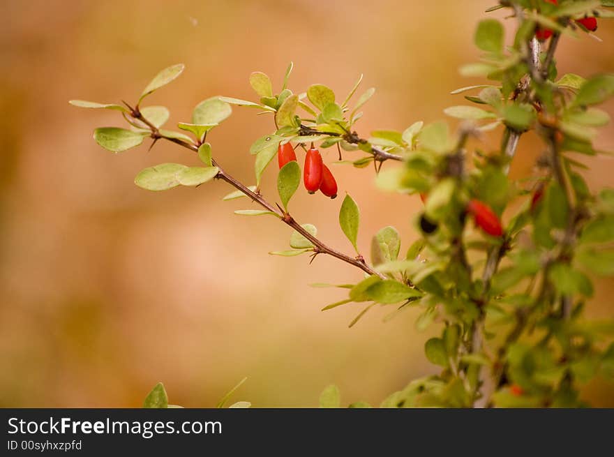 Red Berry