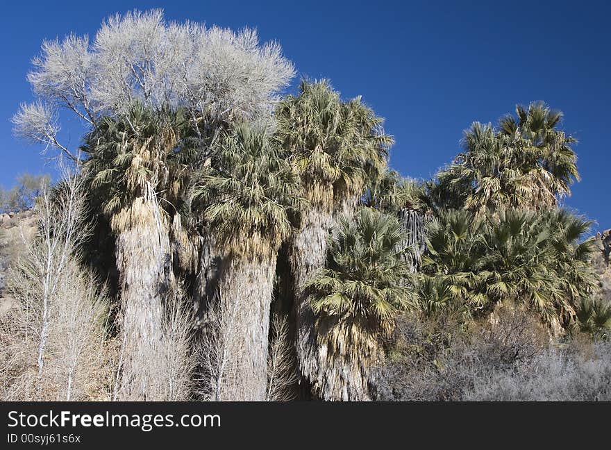 Fan Palms And Cottonwoods