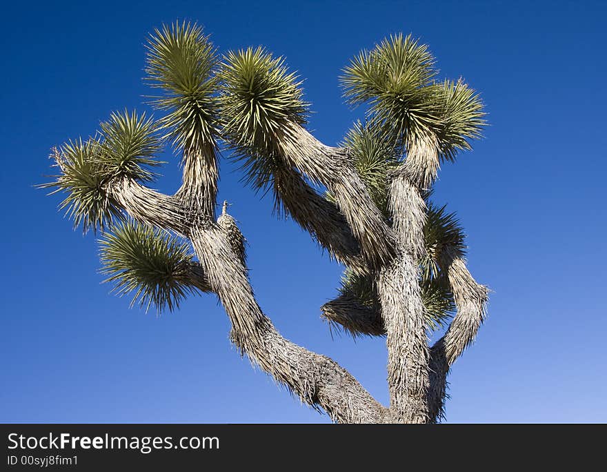 The green spikes of a large Joshua tree.