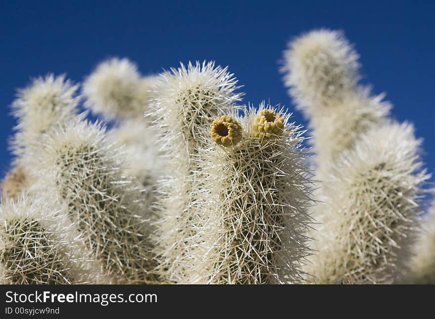 Teddy Bear Cactus