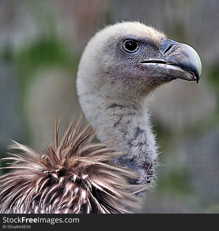 Portrait of a young bird of prey.