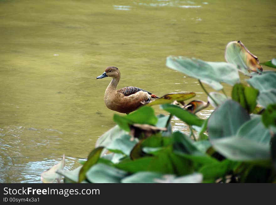 A single duck in the water.