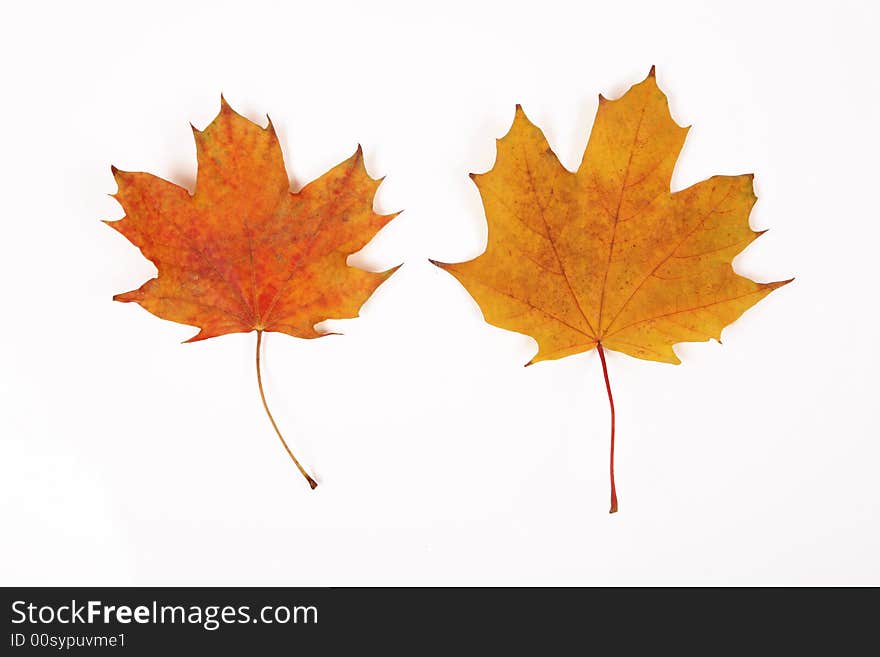 Two yellow leaves on white background