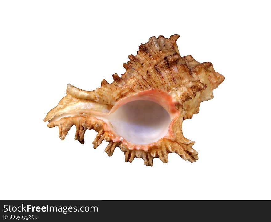 Sea shell isolated on a white background