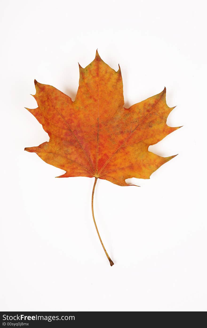 One yellow leaf on white background