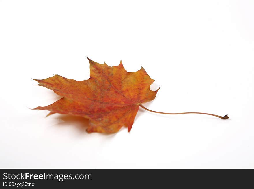 One yellow leaf on white background