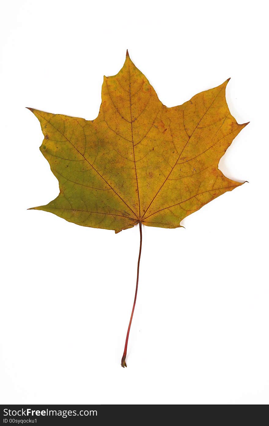 One yellow and green leaf on white background