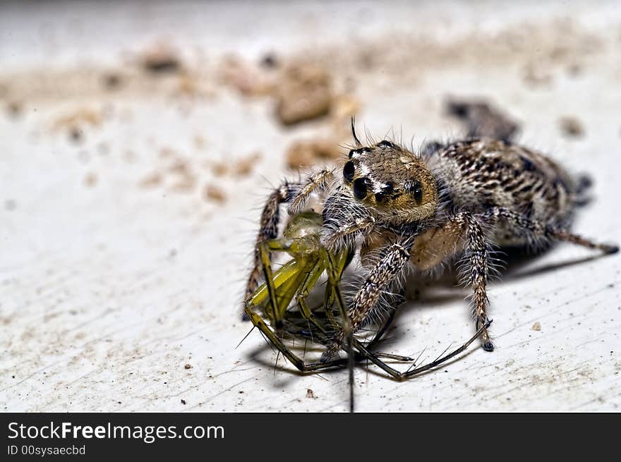 Jumping spider eating Lynx Spider. Jumping spider eating Lynx Spider